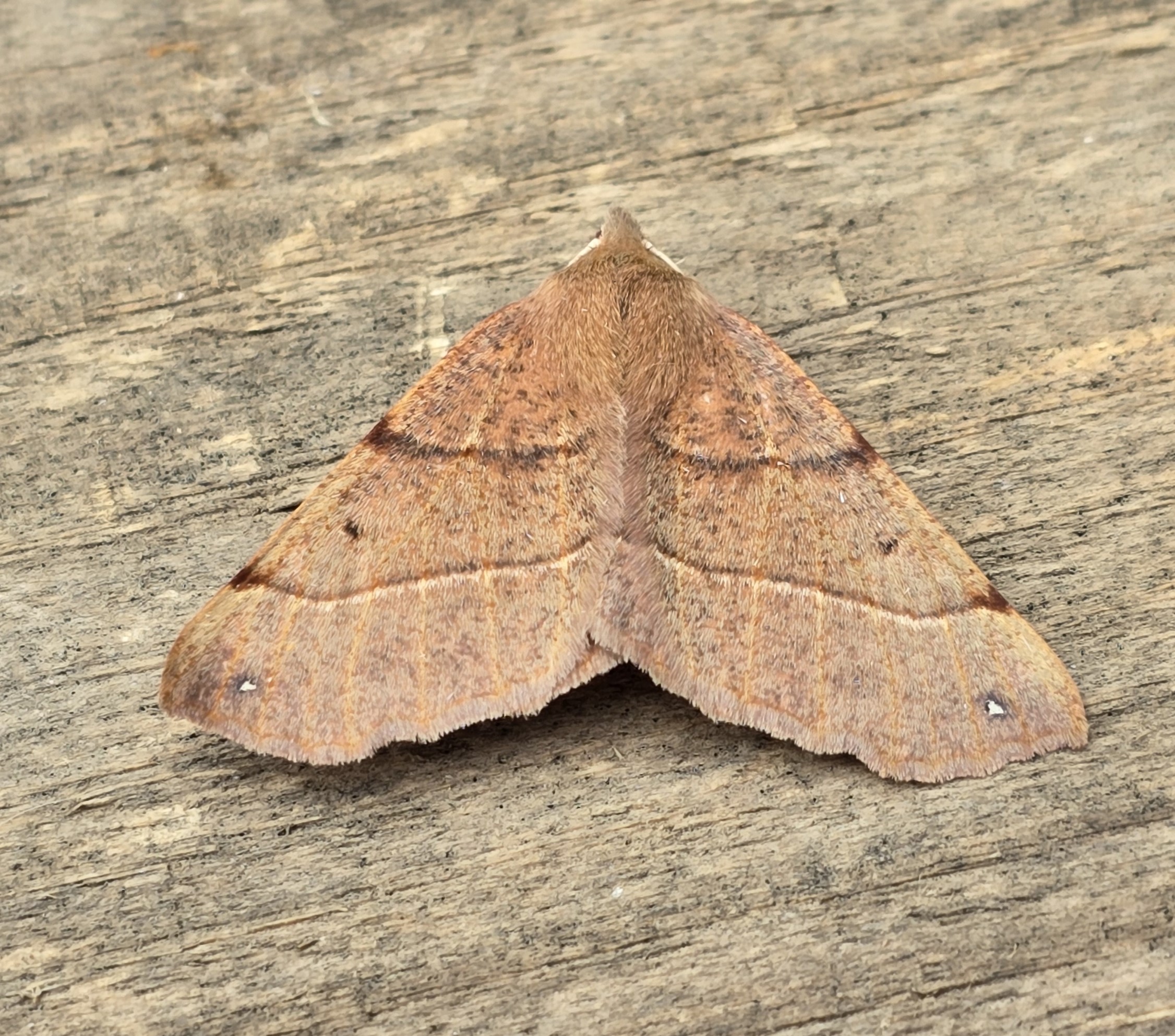 Photo of Feathered Thorn (Colotois pennaria)